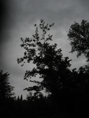 thumbs/IMG_0296.JPG.jpg