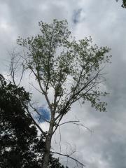 thumbs/IMG_0325.JPG.jpg