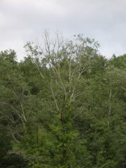 thumbs/IMG_0326.JPG.jpg