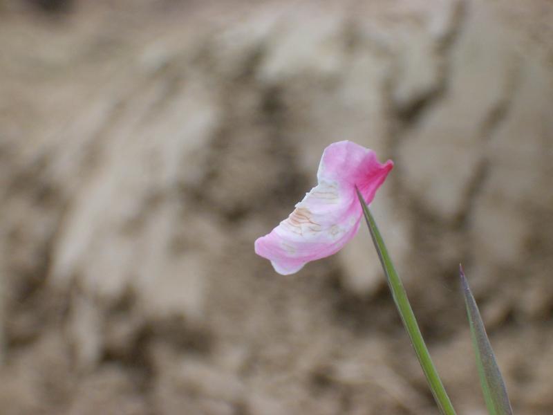 petalopuntato.JPG.jpg