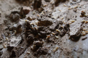 trave-termiti-16