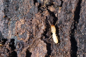 soldato-termiti