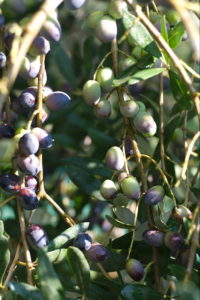 olive5