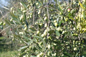 oliveverdi