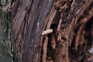 termiti-vigna7