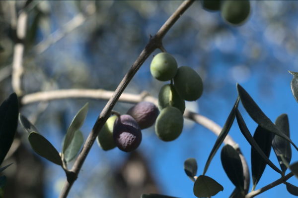 Olive vizze