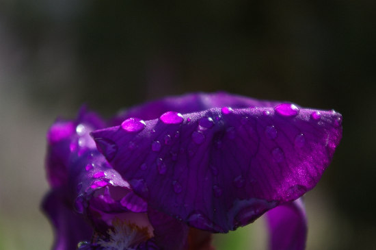 gocce iris