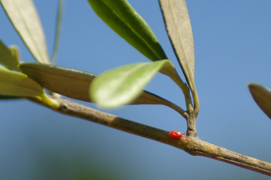 insetto rosso sull’olivo