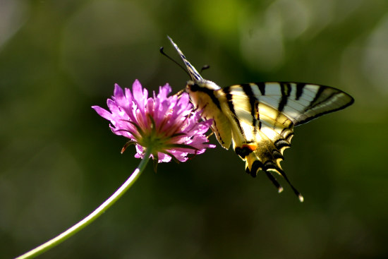 farfalla Podalirio scabiosa