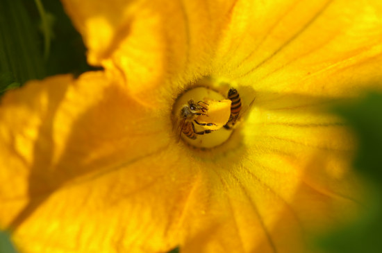 zucchini fiori api