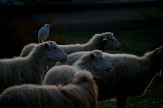 aironi guardabuoi pecore