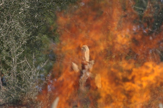 fuoco scultura olivo