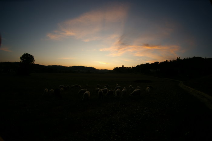 pecore di sera