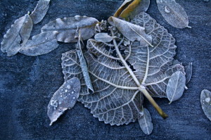 ghiaccio-foglie