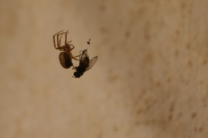 ragno cattura mosca