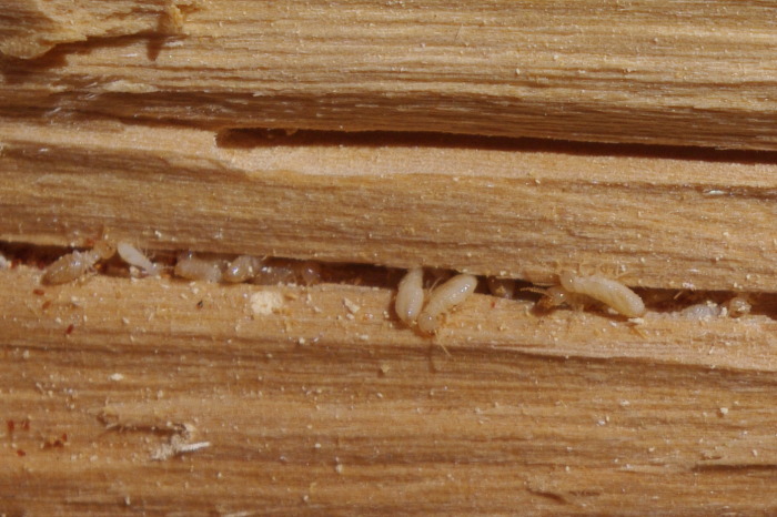 termiti-7