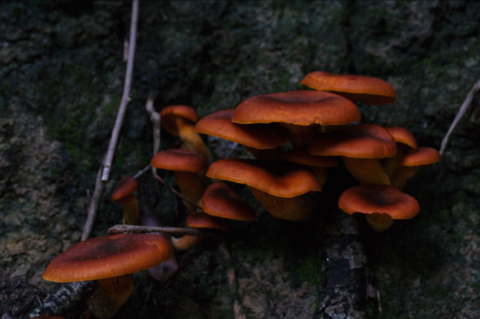 fungi rossi