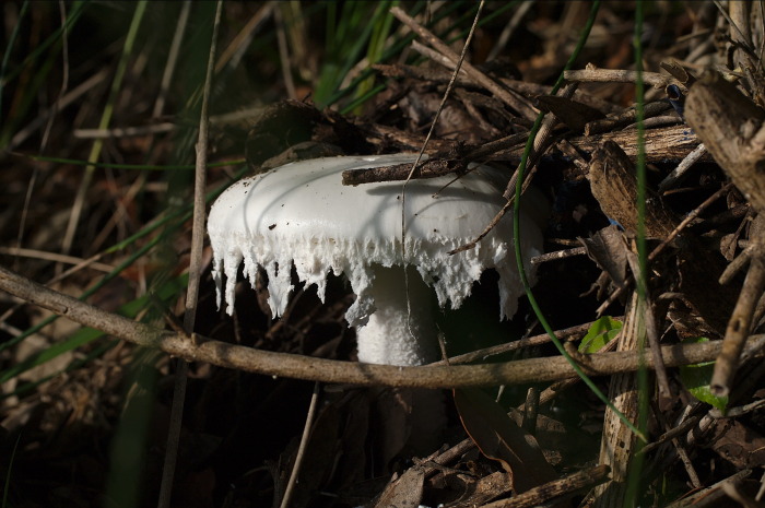 fungo bianco