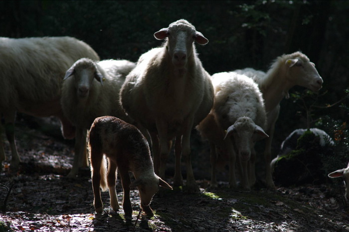 pecore nel bosco