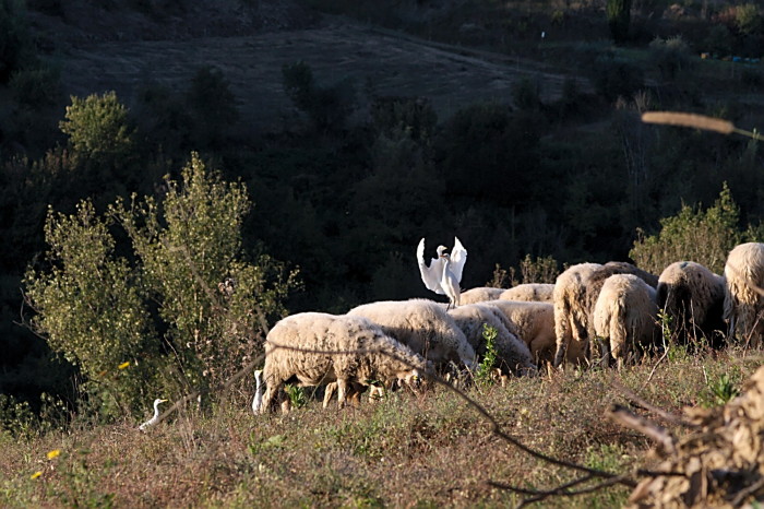 airone guardabuoi  pecore