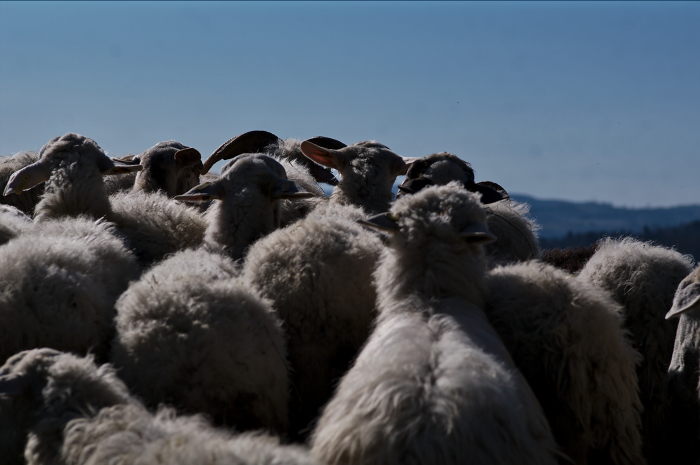 pecore-orizonte