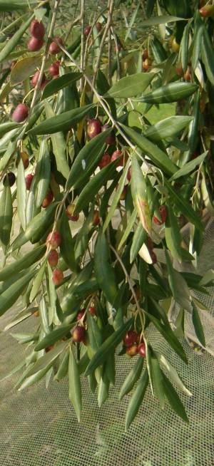 olive rosse