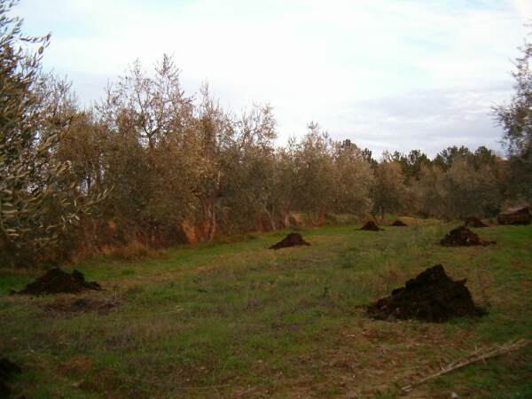 olivi letame